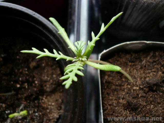 ס�ϵ���Ļ����ոм����㣬����ͼǿ