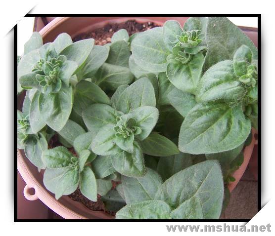 ���Ƿ������ӵ����ͷ��Σ��Ѿ����Կ϶�����ţ�ˣ�