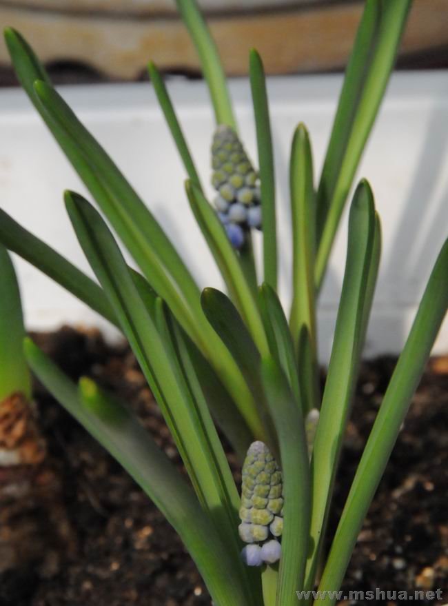 ������С lpt0223-4.jpg