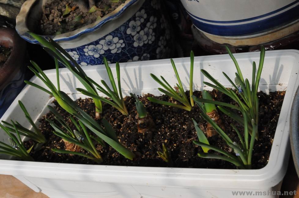 ������С lpt0223-1.jpg