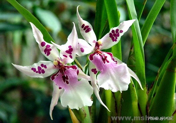 ��025ͬһƷ��,��"����",����"����"��?�����е㺦��