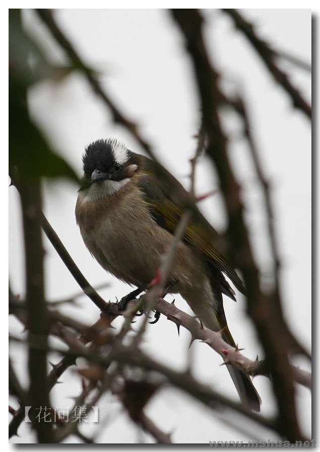 IMG_6782 ����.jpg