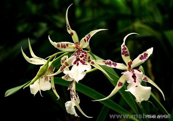 Bllra.Peggy Ricth Carpenter'Morning Joy'