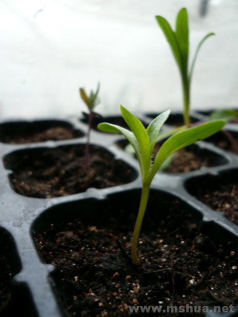 �Ƚ�ǿ����Ѩ�̸�»��