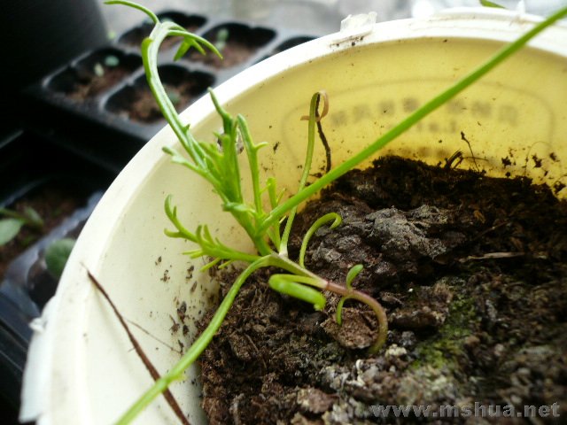 ժ���ĵĲ�˹�ճ���ϲ��