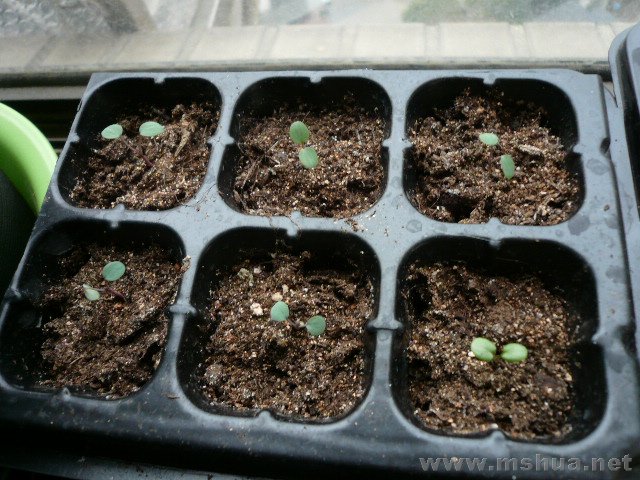 2/25��©���ˣ����и�è���Եף�αװ�Ĳ�����