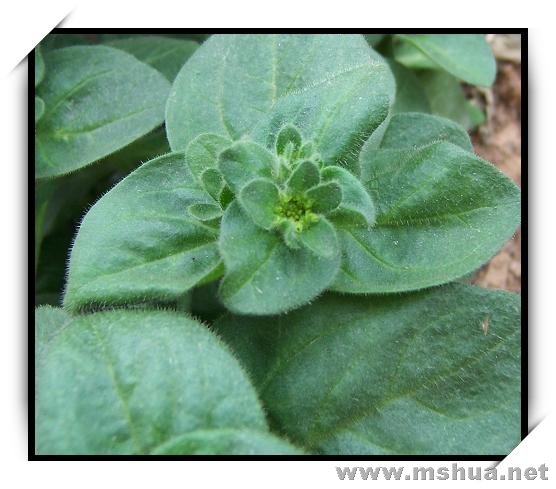 Ҳ�л������ˣ���������֪����ʲô��ɫ�����ڴ�����