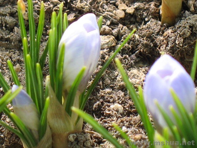 ������ǰһ��