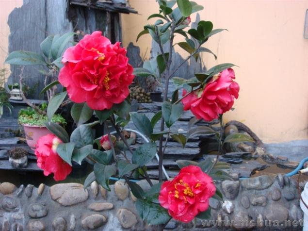 DSC00510 (��).JPG