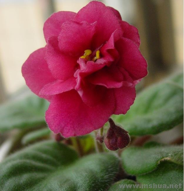 AV_bloom2008_1.JPG