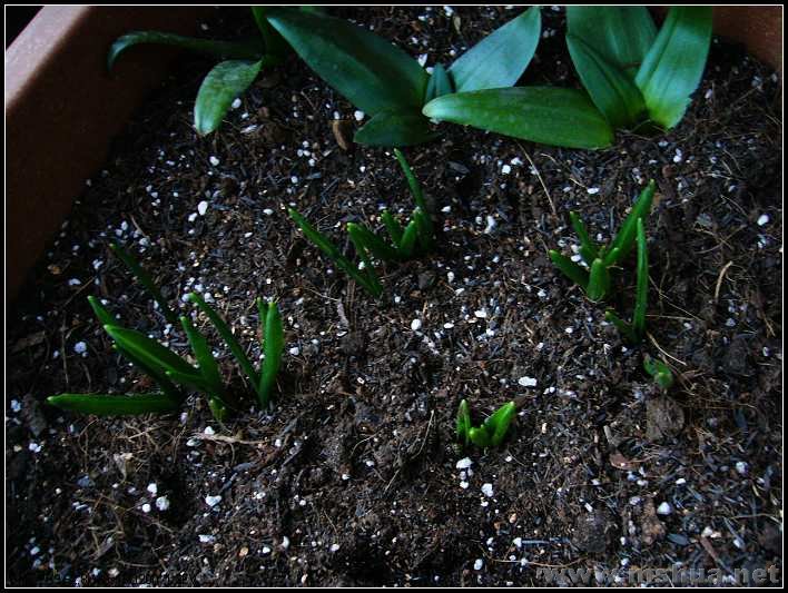 ����������  �� ���� 2008.2.26_nEO_IMG.jpg