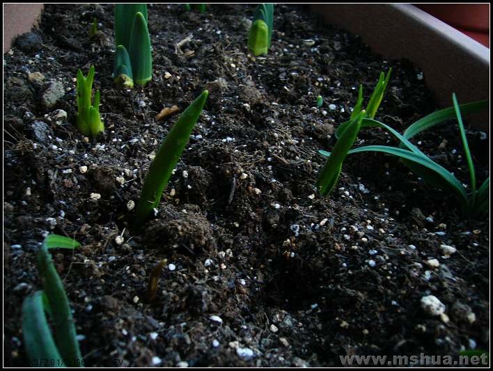 ԭ�������� 2008.2.26_nEO_IMG.jpg