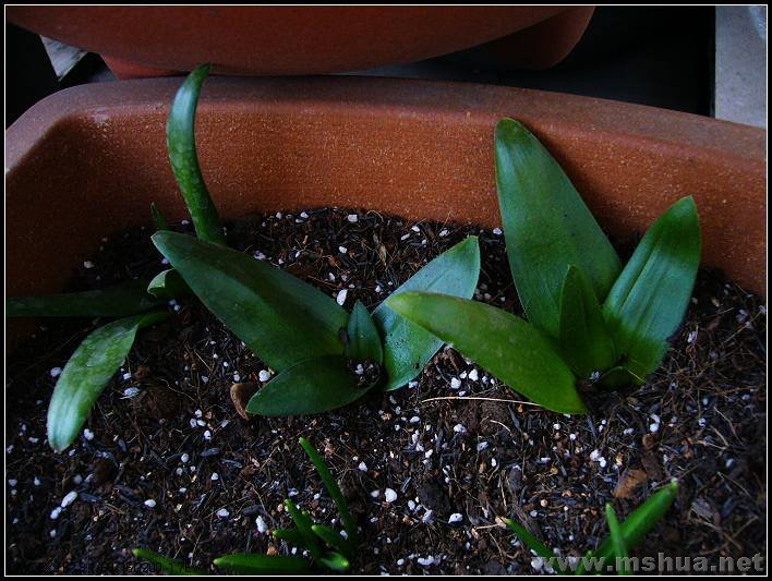 ����������  �� �ű� 2008.2.27_nEO_IMG.jpg