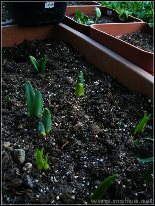 ԭ����ˮ�� 2008.2.26_nEO_IMG.jpg