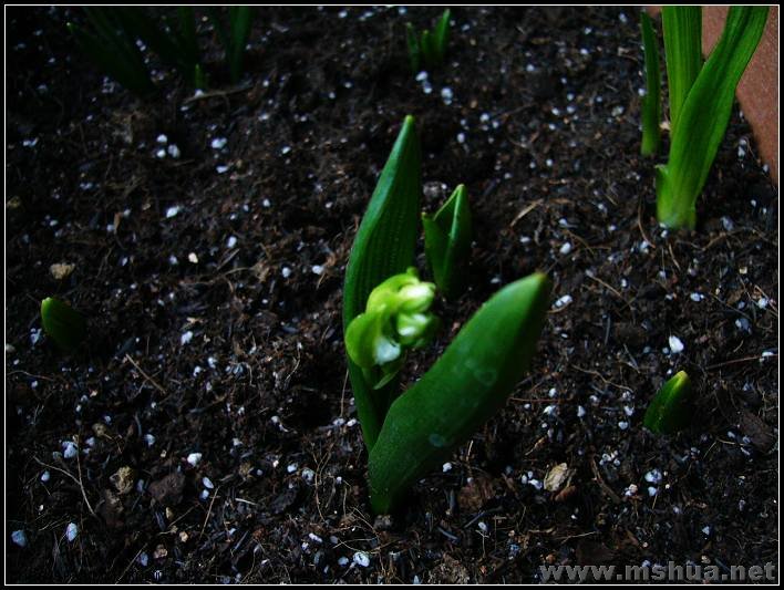 ����������  �� ƽ�� 2008.2.26.JPG_nEO_IMG.jpg