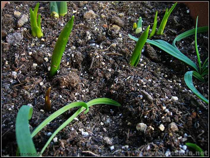 ԭ�������� 2008.2.27_nEO_IMG.jpg