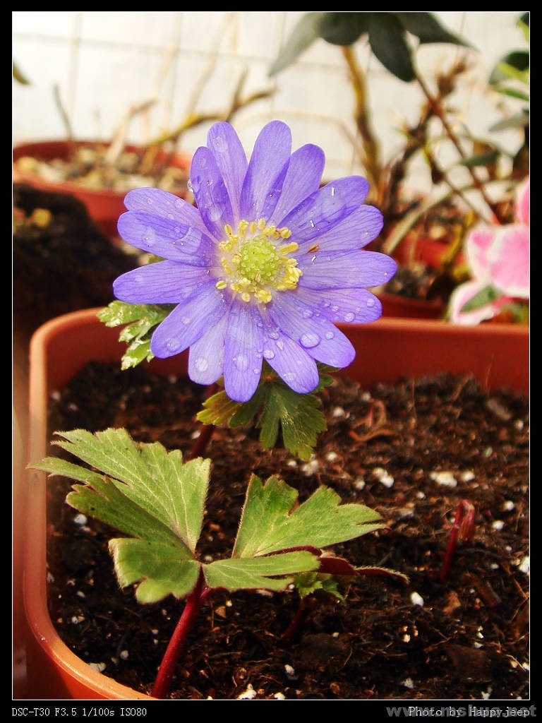 080227 ������ Blue shade.jpg