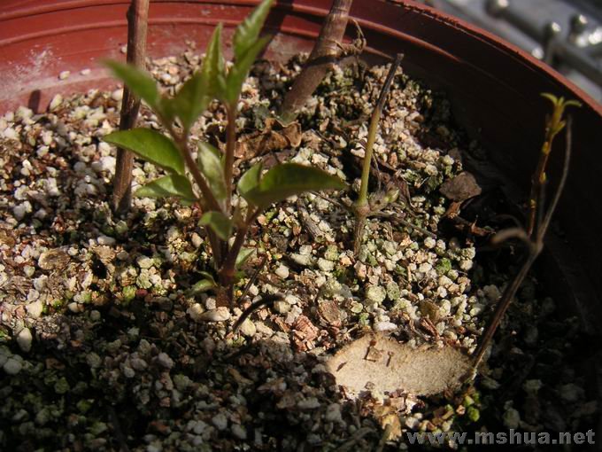 ������С ��崺��ѿ04.JPG