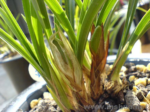 ����Ļ���