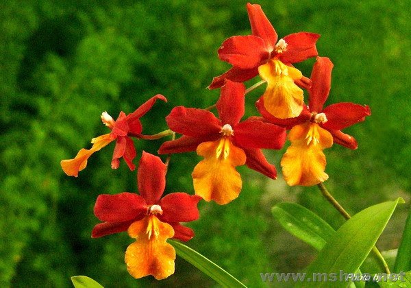 ��ɫ����Ʒ��