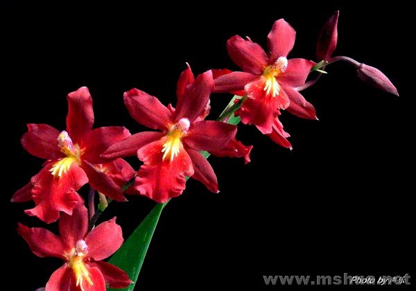 Bull.Living File "Glowing Embers" "�޺�"