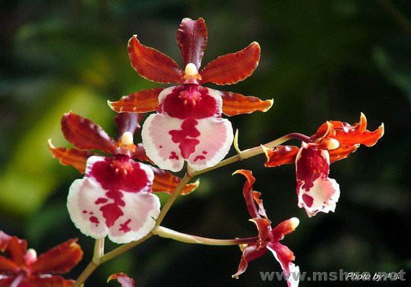 Fourteeth Woc"Beauty"    "����"