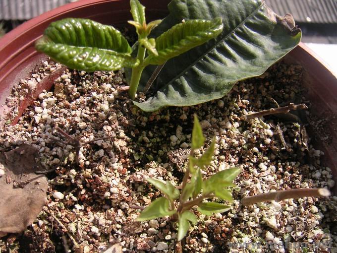 ������С ��崺��ѿ01.JPG