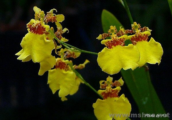 ����"С�۷�"