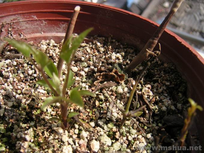 ������С ��崺��ѿ03.JPG