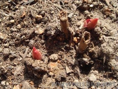 ���ѷ�������ҩ