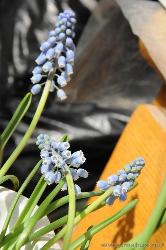 ������С lpt0229-06.jpg