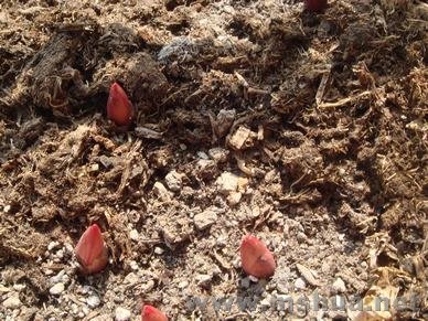 ���������ҩ