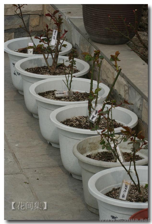 IMG_7005 ����.jpg