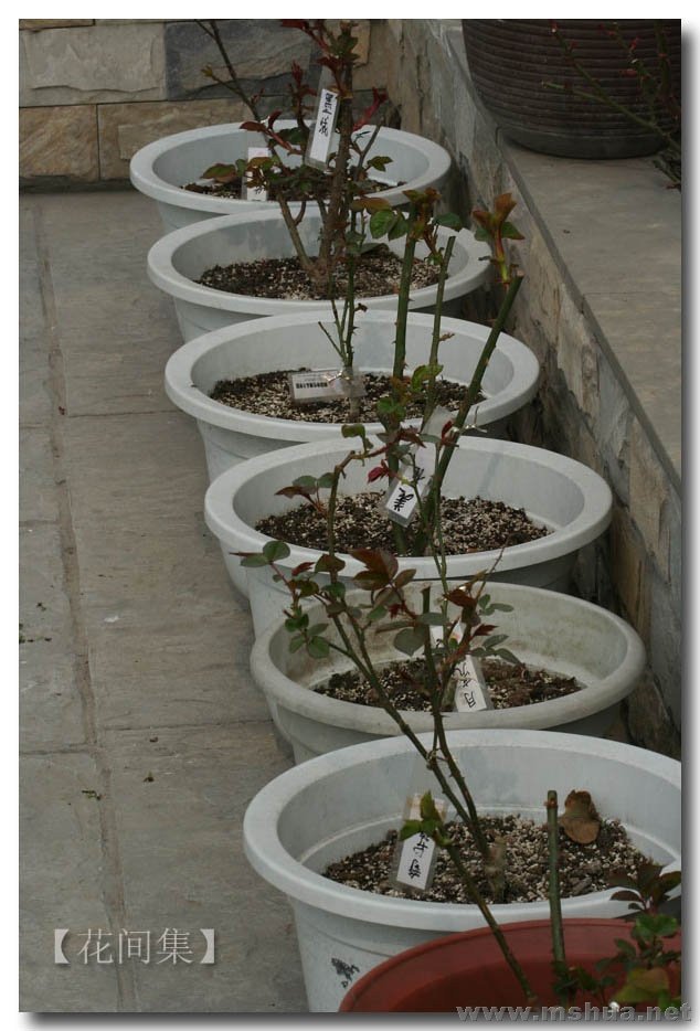 IMG_7009 ����.jpg