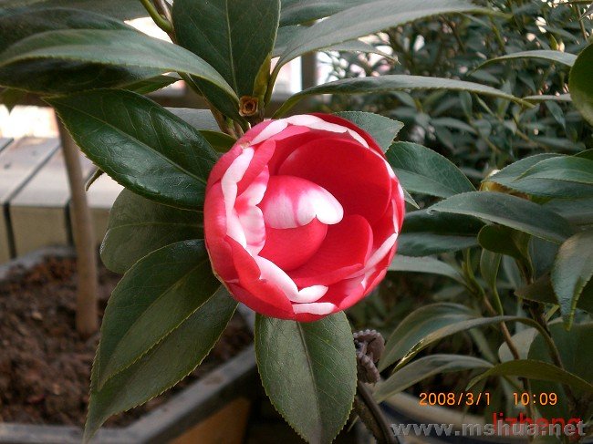 CIMG ����1.jpg