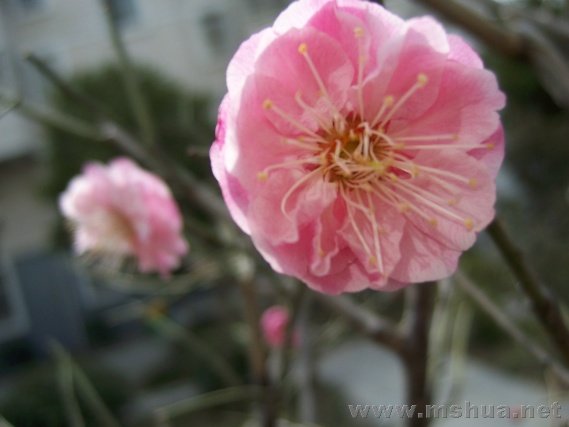 ��÷Ҳ����