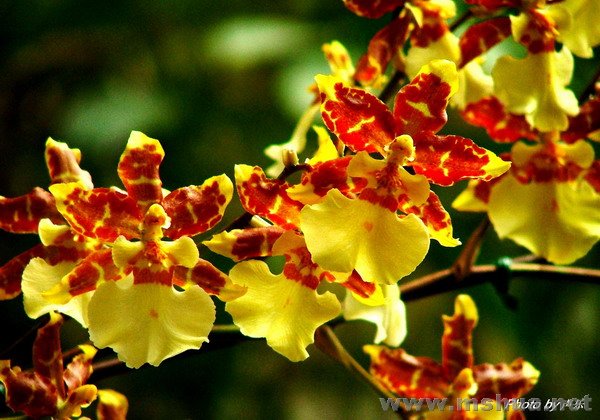 "�S�����" Wils Golden Afternoon