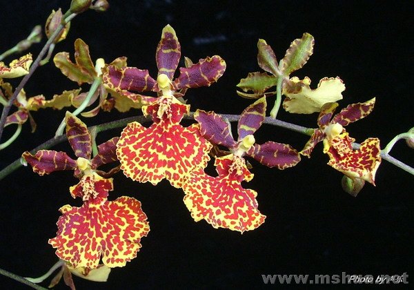 "����" Odcdm.Kaufman"Butterfly