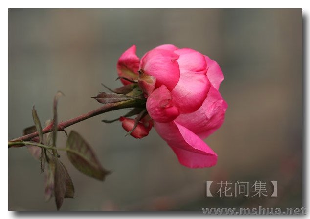 IMG_7010 ����.jpg