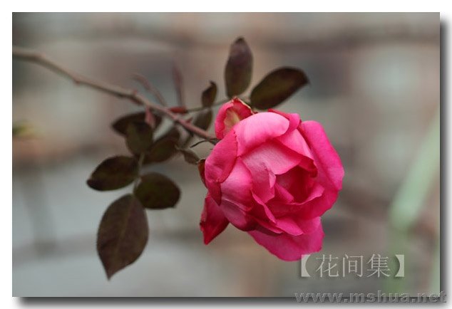 IMG_7015 ����.jpg