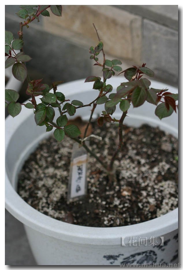 ����õ��