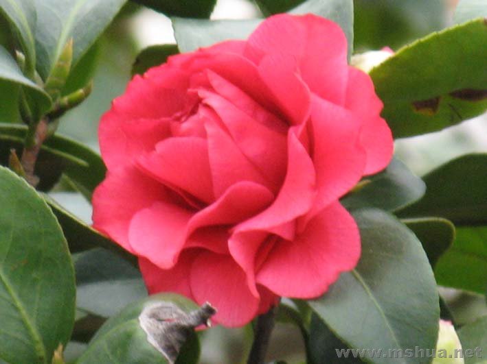 ��ĵ����