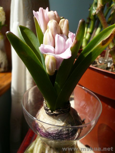 һ����ĵڶ�֧���㣬��ɫ��ǳ