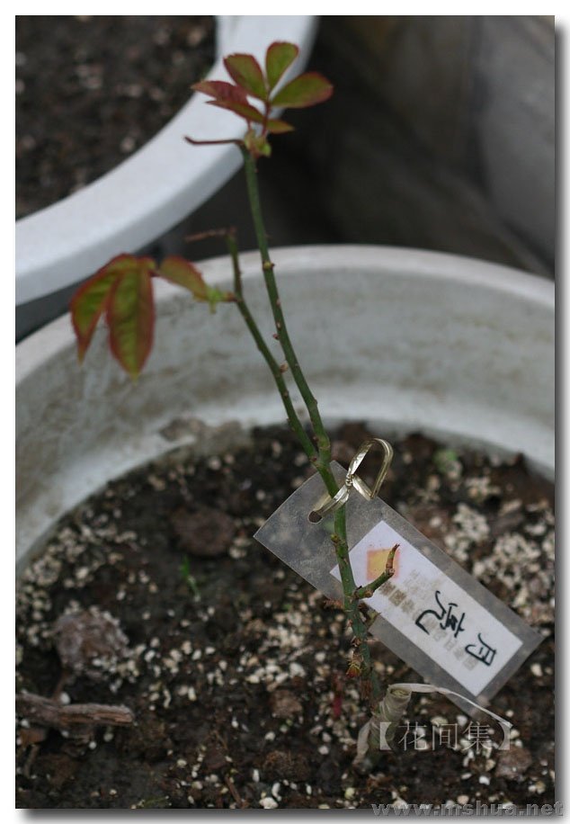 ����Ů��