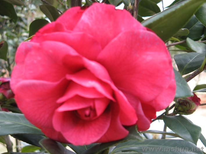 ��ɪ�ٰ���