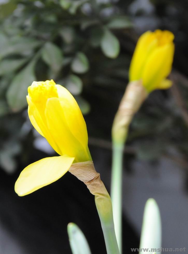 ������С 2008.03.01 003.jpg