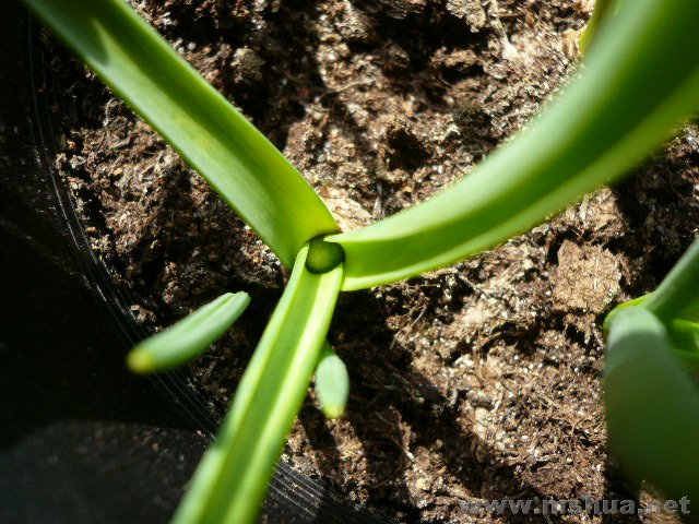 ���ű�����