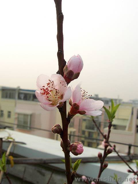 PIC_0437.jpg