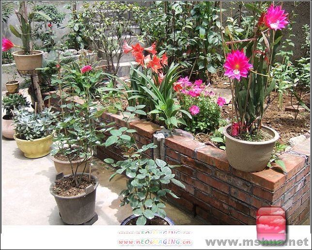 ���ӵĻ�԰ 454.jpg