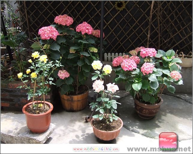 ���ӵĻ�԰ 414.jpg